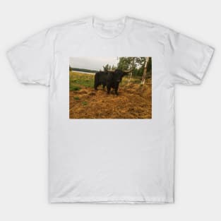 Scottish Highland Cattle Dark Black Bull With Big Horns 2096 T-Shirt